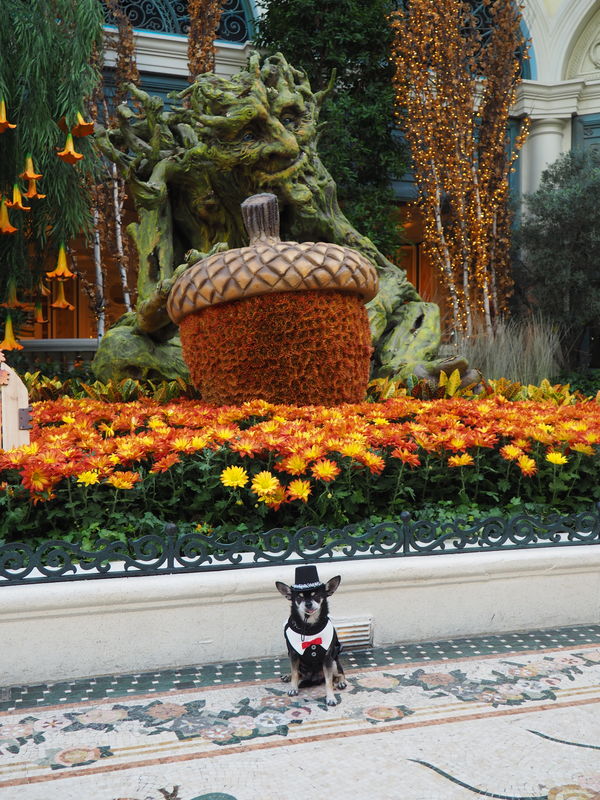 Thanksgiving photo shoot at the Bellagio...