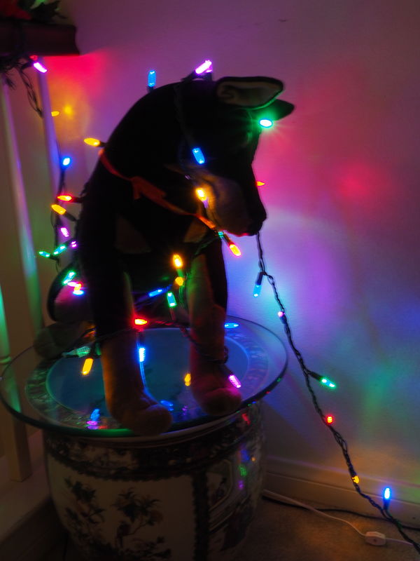 Lady stuffed dog with Christmas lights...