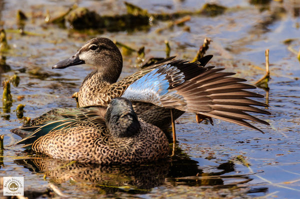 Blue wing Teal...