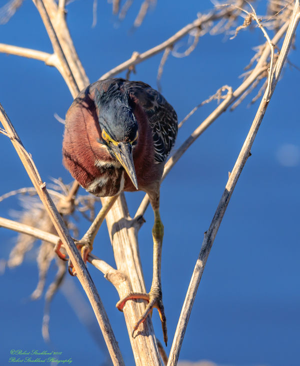 Green Heron...