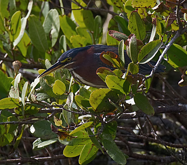 Green Heron - these guys sit in the mangroves just...