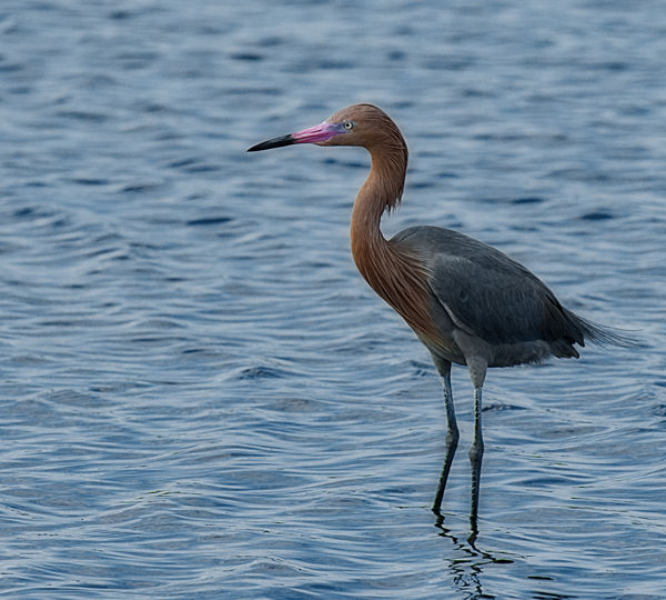 Reddish Egret - they don't normally stand still fo...