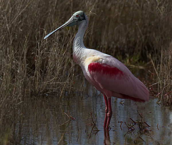 A nicely posed Roseate Spoonbill (not to be confus...