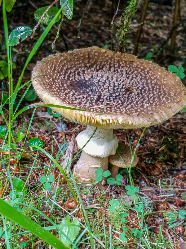 A large mushroom....