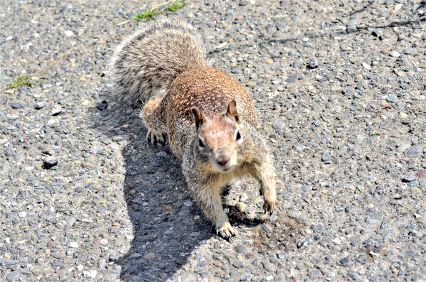 crazy squirrel that nearly climbed up my pant leg!...