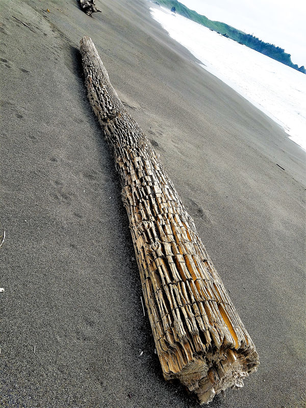 Interesting log on the beach ....