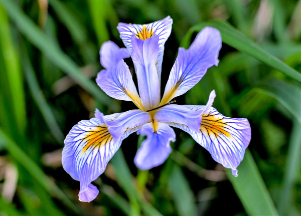 A beautiful Iris, they grow wild all over the plac...