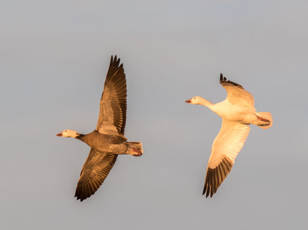Snow geese at the sunrise golden hour  Canon 5D4 I...