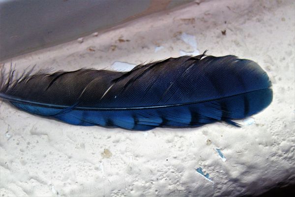 Feather from a stellar's jay...