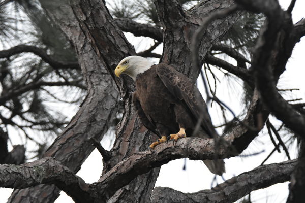 American Bald Eagle...