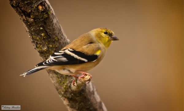 Male Gold Finch, Has started to get his colors, by...