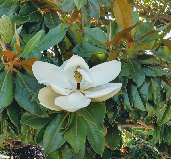 Magnolia blossom, SLO...