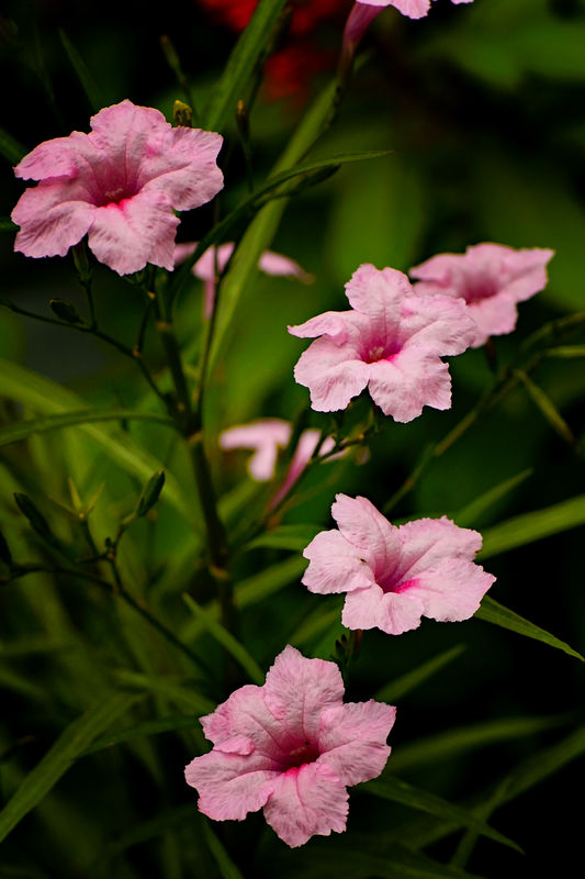 I don't know why the Ruellia turned pink.?...