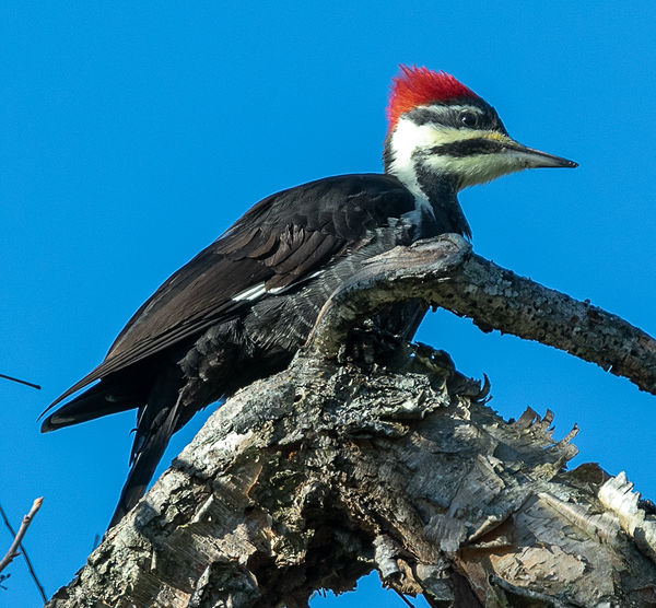 Pileated Woodpecker - female...