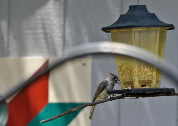 Tufted Titmouse at a feeder....