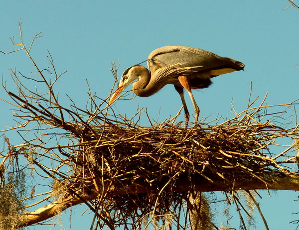 Bird in the nest...