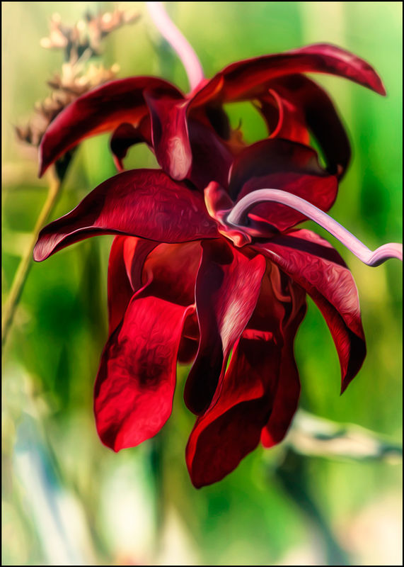 Scarlet Pitcher Plant Blooms...