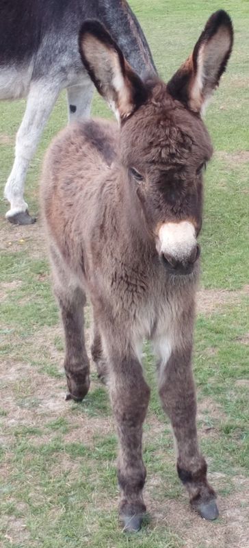 Cute little donkey...
