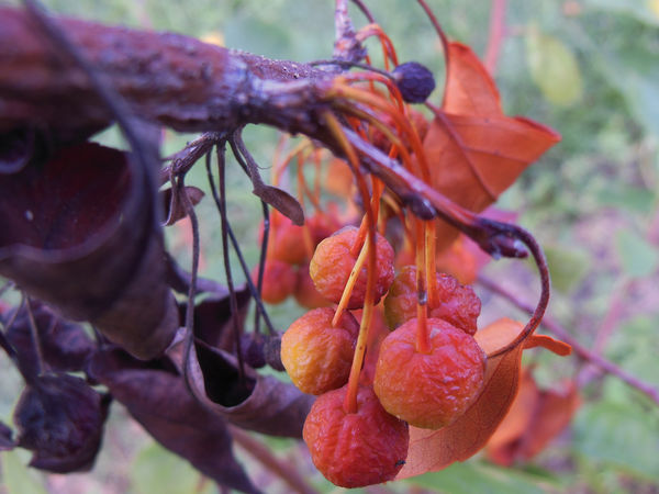 Shriveled berries at an apple orchard...