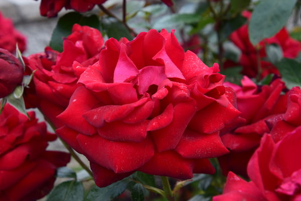 Red Roses in Kilkenny, Ireland...