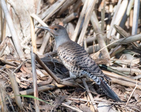 Immature Red-Shafted Northern Flicker...