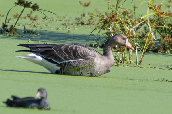 Greater White-Fronted Goose (migrant)...