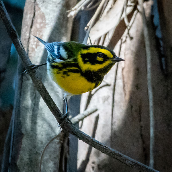 Townsend's Warbler (migrant, just arrived)...