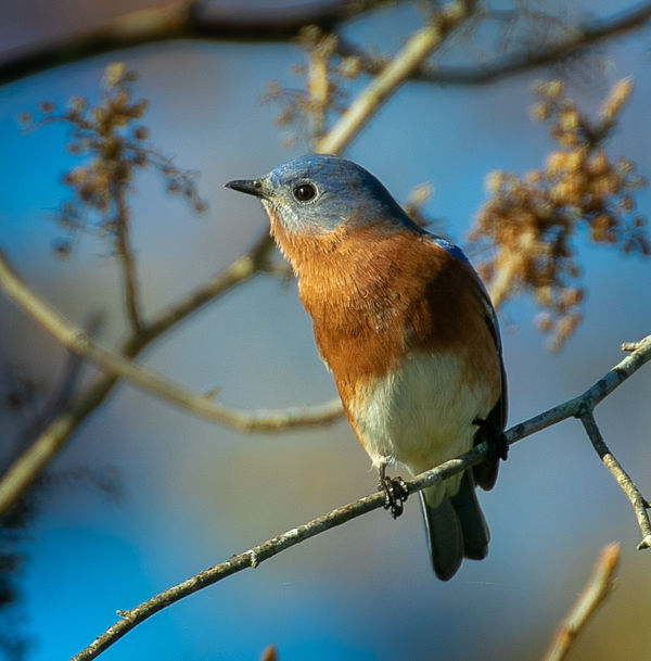 Eastern Bluebird - male (Sialia sialis)...