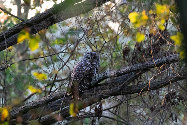 Barred Owl (Strix varia)...