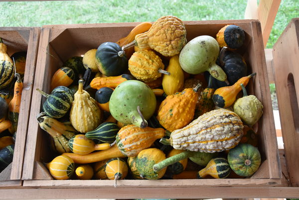Gourds of many varieties...