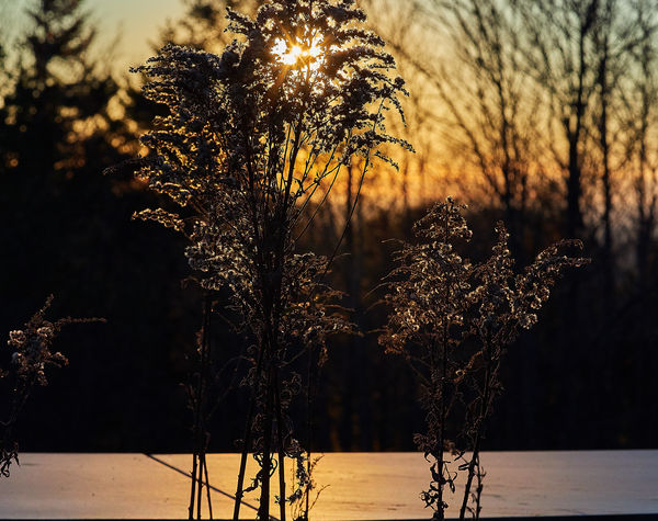 Sunset as filtered through some weeds outside the ...