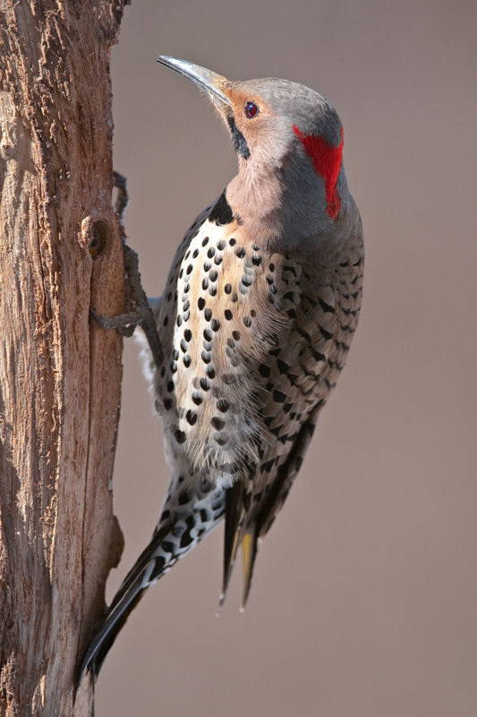 Male Yellow Shafted Flicker...