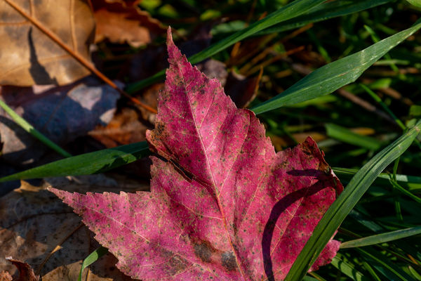 A more traditional New England leaf....