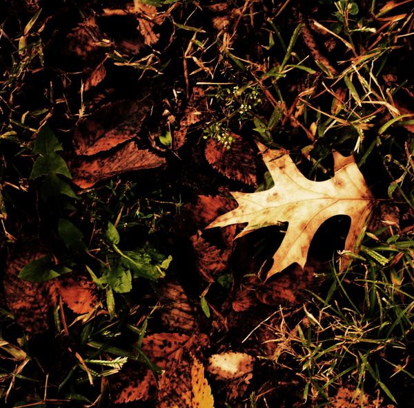Early fallen leaves....