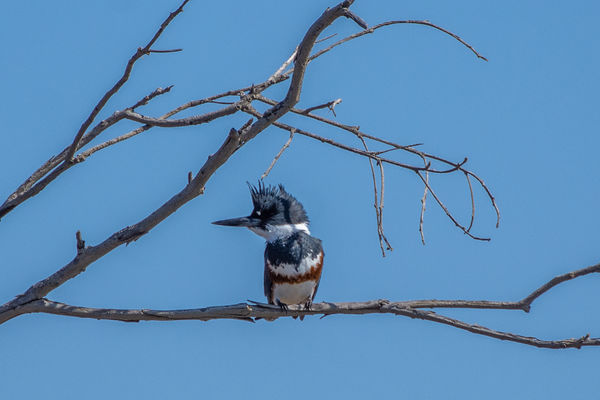 Belted Kingfisher (female)...