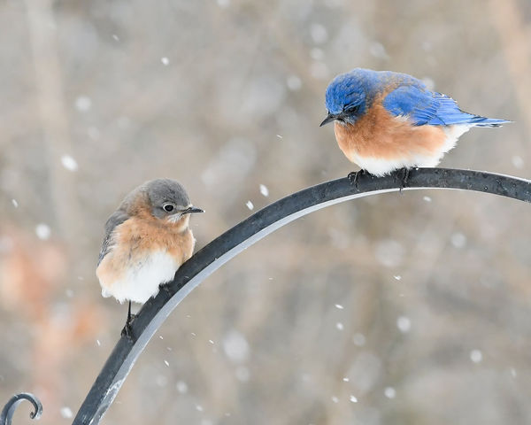 Father and daughter bluebirds...