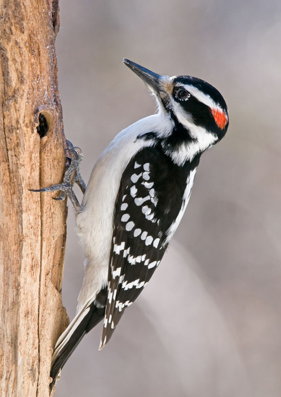 Male Hairy Woodpecker...