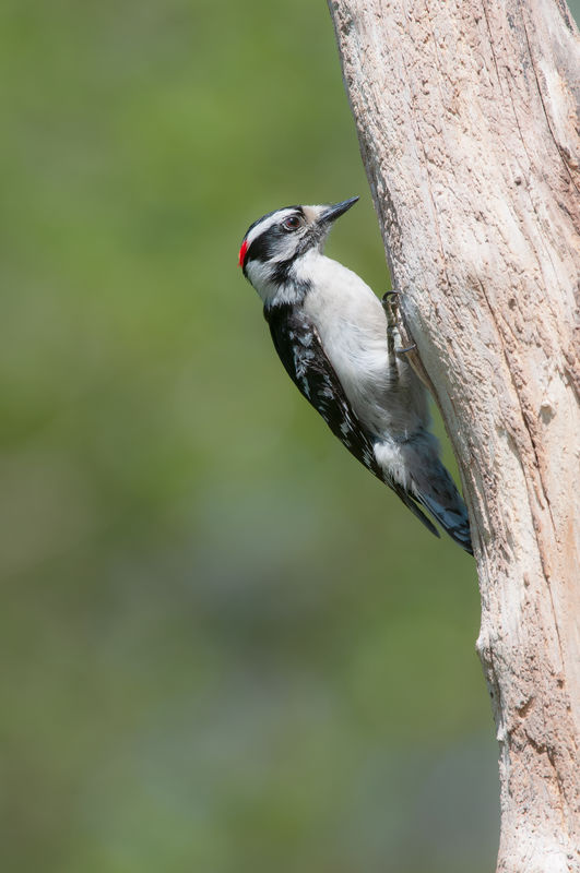 Male Downy Woodpecker...