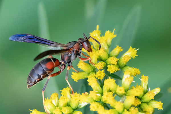 Different wasp on Goldenrod...