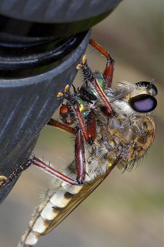 Robber Fly with green bottle fly prey...