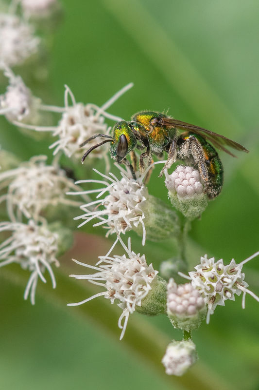 Augochoria green metallic bee...