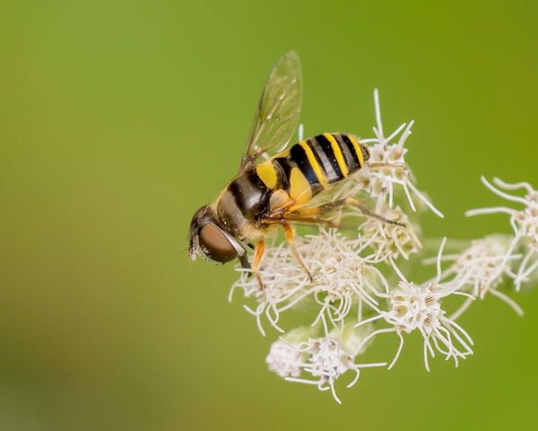 Hover Fly...