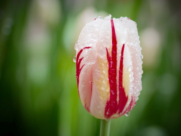 Canada 150 Tulip shot in Ottawa 2017...