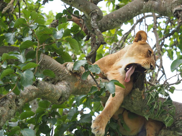 Uganda tree living lioness 40 - 150 +1.4 teleconve...