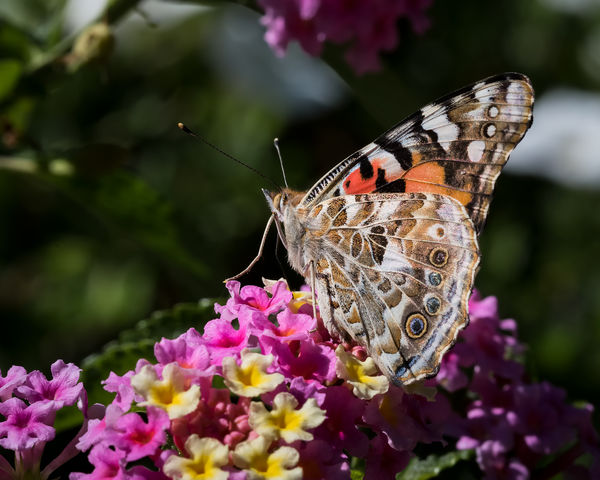 Painted lady ventral view...