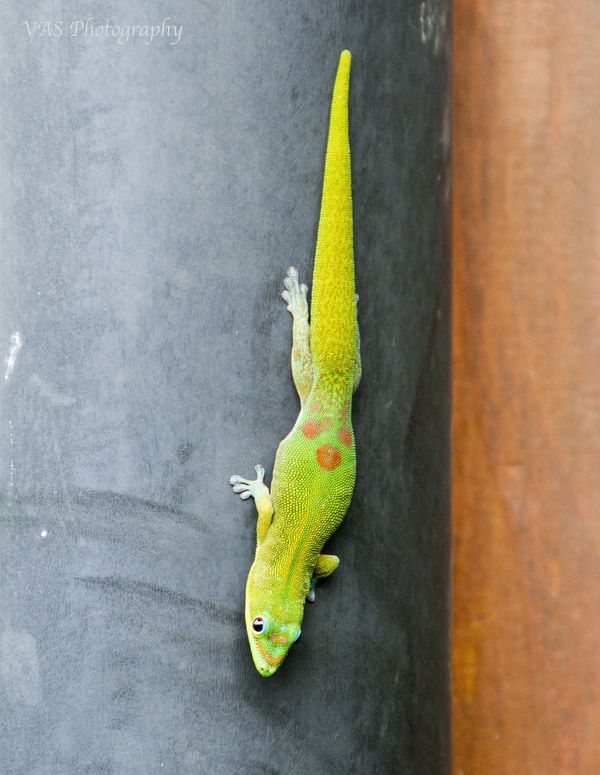 Our resident Gecko...