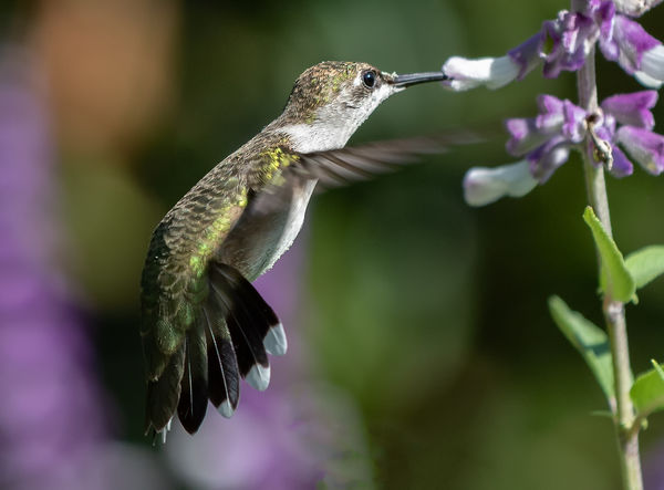 Ruby throat humming bird female.  We have hardly s...