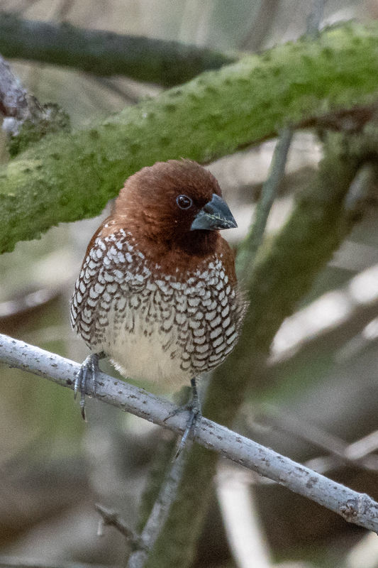 Scaly Breasted Munia (Exotic)...
