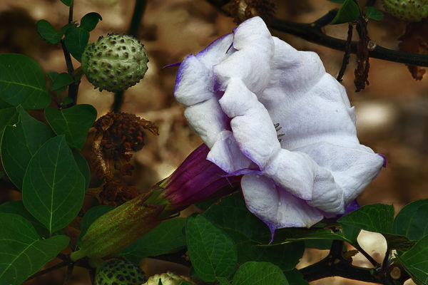 Datura blossom with developing seed pod and a drie...