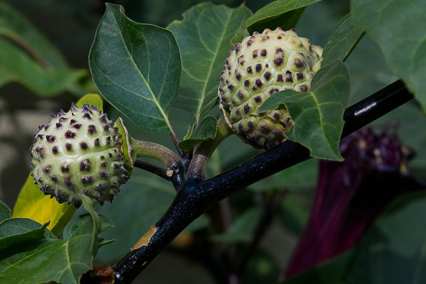 Developing seed pods with an unopened flower bud i...
